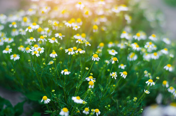field of chamomile close-up. beautiful meadow on a sunny day. summer flowers. natural wallpaper. nature
