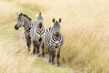 Zebra trio in the Masai Mara