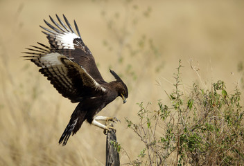 Long-crested eagle on a wooden log