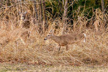 Deer at the edge of the woods.
