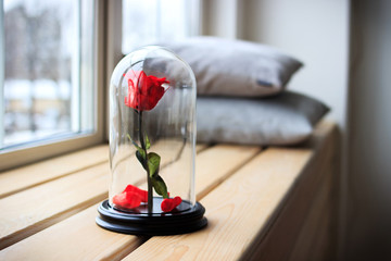 Red rose in a flask. Long-lasting rose