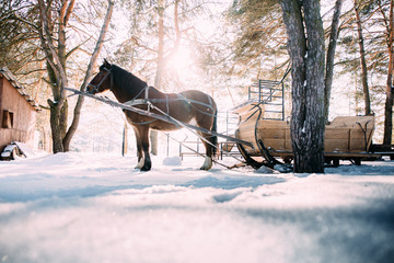 a horse in a harness in the sunlight on the snow