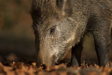 Wild Boar, Sus scrofa, animal in autumn forest, Europe