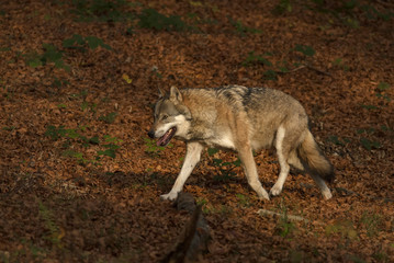Gray Wolf, Canis lupus, Bavarian forest, autumn forest, predator