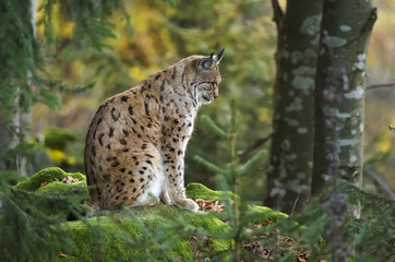 Eurasian Lynx, Lynx lynx, big predator, Bavarian forest National Park, Germany