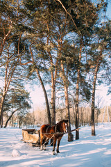 a horse in a harness in the sunlight on the snow