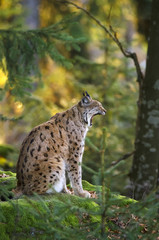 Eurasian Lynx, Lynx lynx, big predator, Bavarian forest National Park, Germany