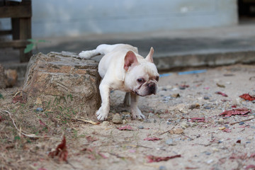 French Bulldogs are lifting their legs and peeing on trees.