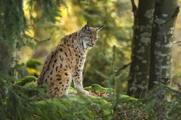 Fototapeta na wymiar Eurasian Lynx, Lynx lynx, big predator, Bavarian forest National Park, Germany