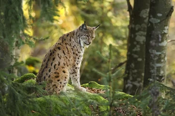 Papier Peint photo Lynx Lynx eurasien, Lynx lynx, grand prédateur, Parc National de la forêt bavaroise, Allemagne