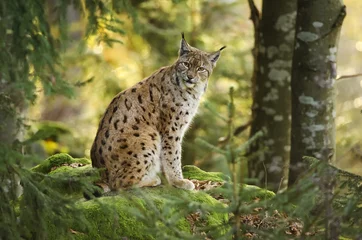 Crédence en verre imprimé Lynx Lynx eurasien, Lynx lynx, grand prédateur, Parc National de la forêt bavaroise, Allemagne