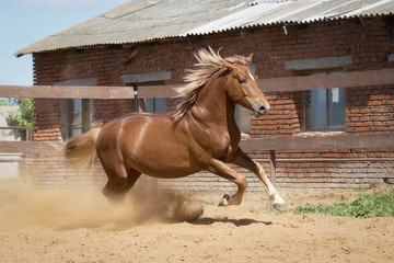 Chestnut horse running in the paddock on sand in summer background
