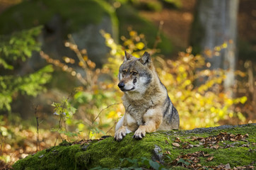 Gray Wolf, Canis lupus, Bavarian forest, autumn forest, predator
