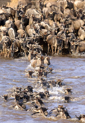 Thousands of Wildebeests crossing the Mara river