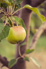 Apple tree with apples