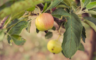 Apple tree with apples