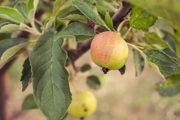 Apple tree with apples