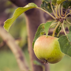 Apple tree with apples