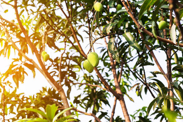 Mangoes on the tree,Fresh fruits hanging from branches,Bunch of green and ripe mango