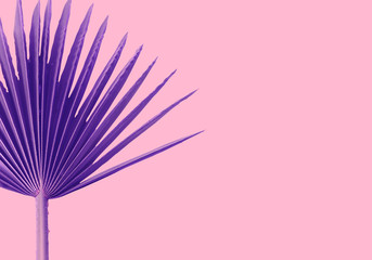 violet Palms leafs pink background concept Illustration