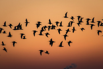 A flight of curlew by sunset