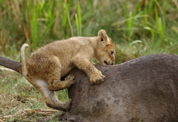 The lion cub trying to climb on the wildebeest carcass