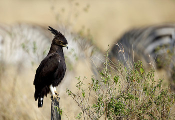 Long-crested eagle perched on wooden log