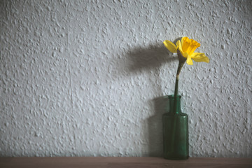 one daffodil in a vase against a wall
