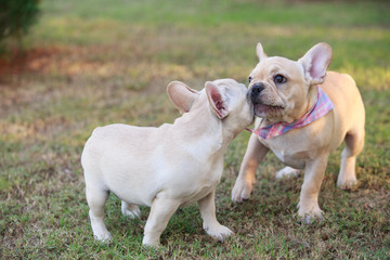 Portrait white french bulldog puppy Stand on grass and looking at the camera.
