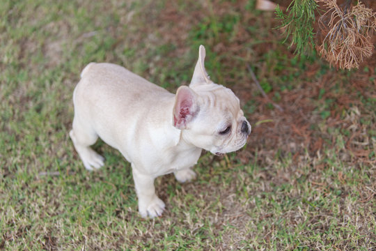 Portrait white french bulldog puppy Stand on grass and looking at the camera.