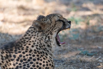 Close up view of a cheetah yawning