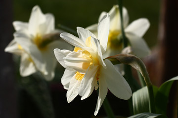 Narcissus white with the yellow./The bud of a flower of a narcissus is made by petals of white and yellow colors.