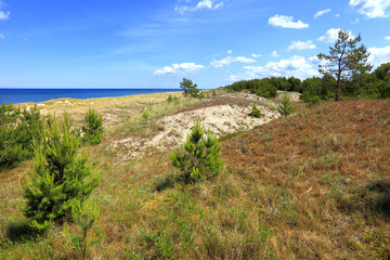 Sand dunes covered with dry grass and trees and beach of Baltic Sea central shore near town of Rowy in Poland