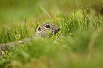 European Ground Squirrel, Spermophilus citellus, rodent in natural habitat, wild conditions, Slovakia