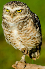 belos pássaros do meu país