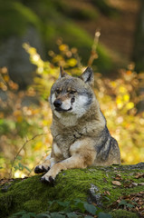 Gray Wolf, Canis lupus, Bavarian forest, autumn forest, predator