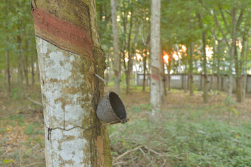 Rubberwood plantation and  sunset backgound