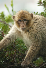 Barbary Macaque, Macaca sylvanus, Upper Rock Nature Reserve, Gibraltar, apes on the rock
