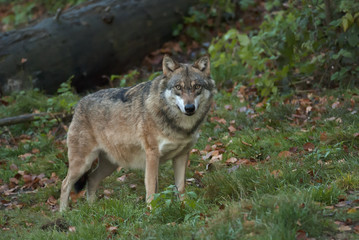 Naklejka na ściany i meble Gray Wolf, Canis lupus, Bavarian forest, autumn forest, predator