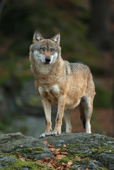Naklejka na ściany i meble Gray Wolf, Canis lupus, Bavarian forest, autumn forest, predator