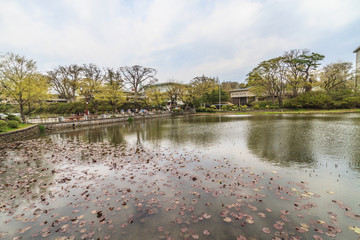 春の久保田城の大手門の堀の風景