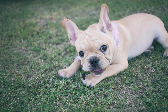 Portrait white french bulldog puppy lying down on grass and looking at the camera.