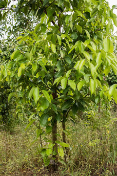 Zimtbaum, Cinnamomum verum