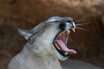 Acrylic prints Puma Close up view of a puma yawning
