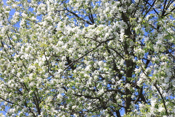 Beautiful white apple blossoms and green apple tree leaves in apple garden in good sunny weather in spring