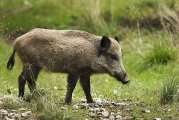 Wild Boar, Sus scrofa, animal in autumn forest, Europe