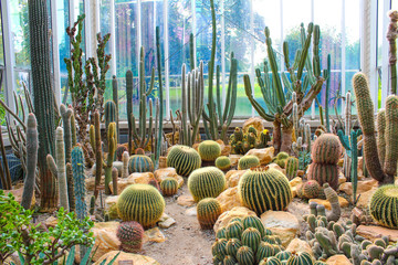 Various cactus in a glass greenhouse for protection in The Conservatory and Botanical Garden of the City of Geneva © ermes86
