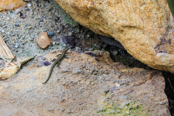 Little lizard on the stone.