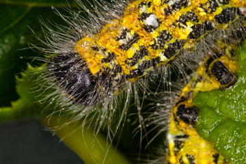 Raupe des Mondvogels mit Morgentau