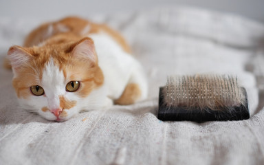 lying cute cat and a comb full of pet fur